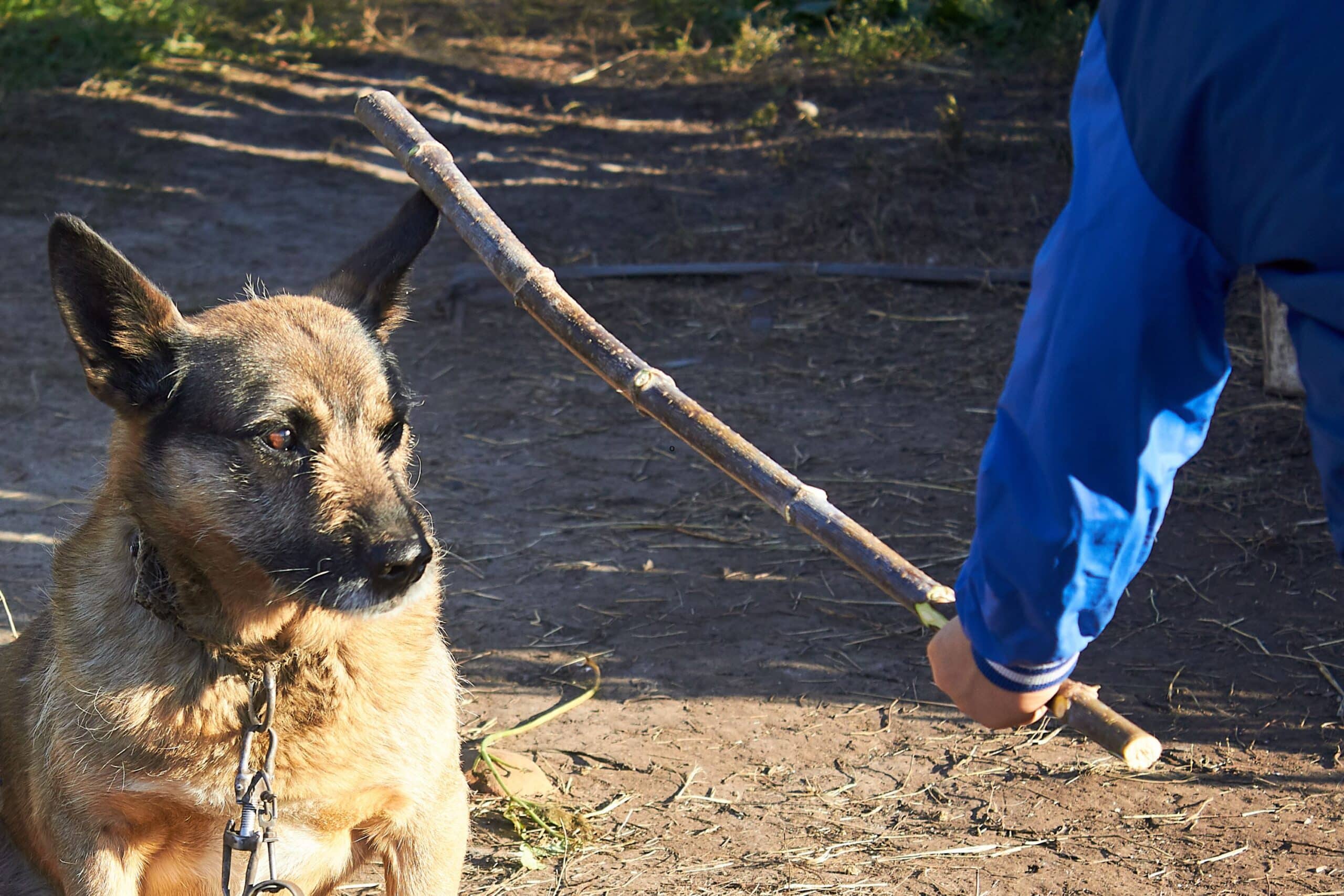 Defending Against Animal Abuse Charges In Colorado Jacob Martinez Law
